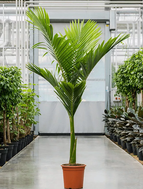 Архонтофеникс Александра d17 h50 