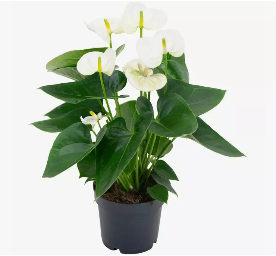 Антуриум Андреанум Вайт Чемпион d14 h50 