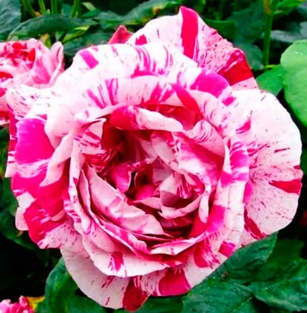 Роза шраб Нью Янг в коробке ZP 