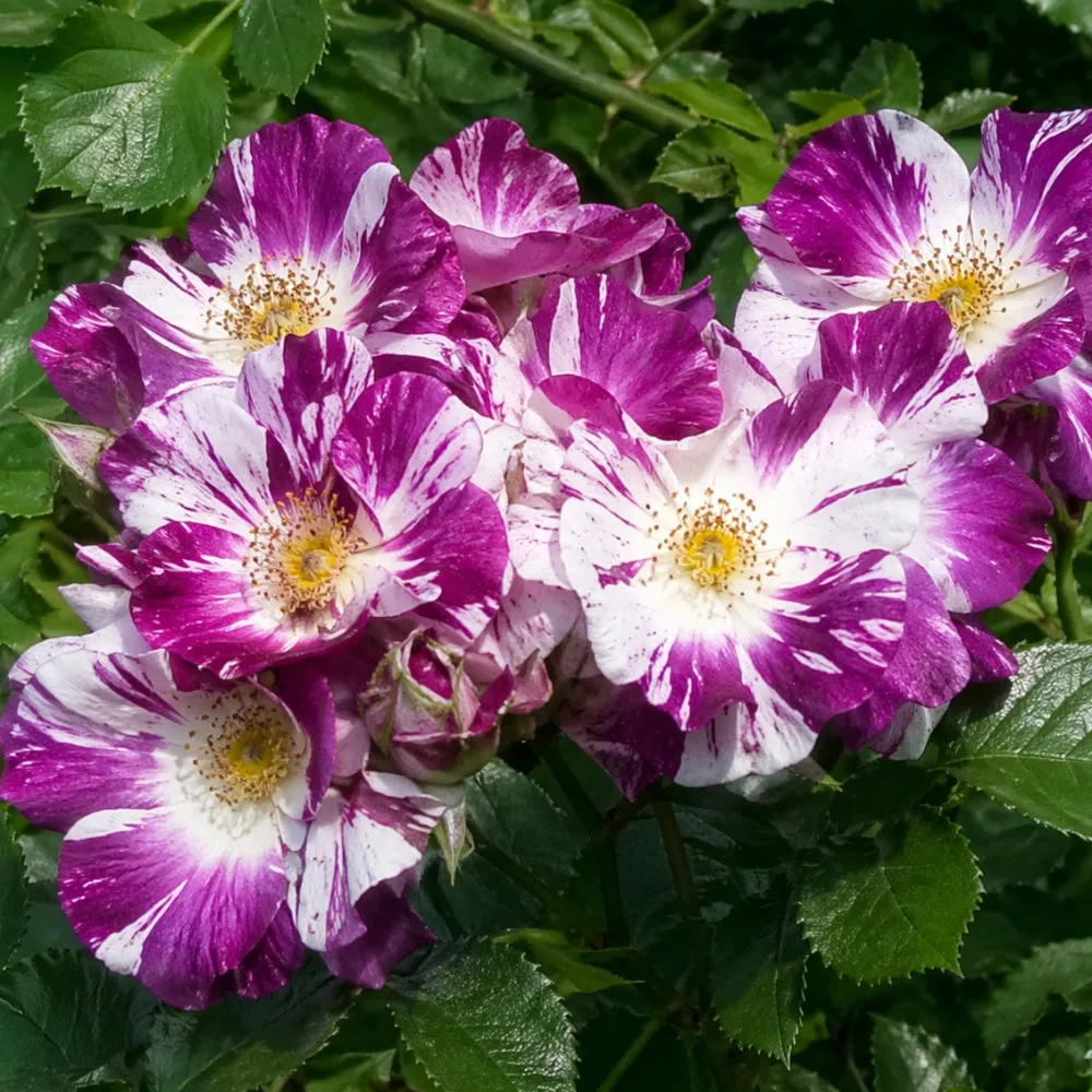 IMG_20260426_221526_496