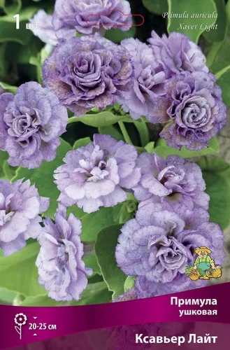 Корневище Примула ушковая Ксавьер Лайт I 1шт Поиск 