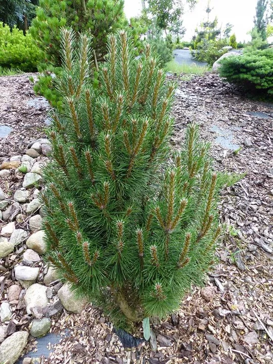 Сосна черная Халсдонк v10 40-50 