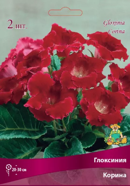 Клубень Глоксиния Корина  4/5 2шт. Поиск 