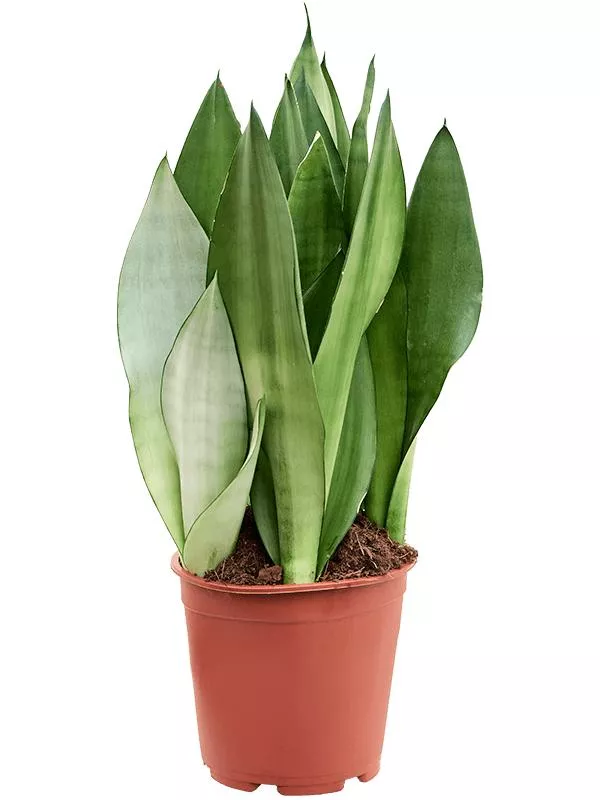 Сансевиерия Муншайн d17 h60 