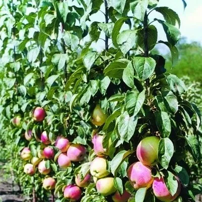 Яблоня колоновидная Сенатор v7 60-80 Tim по цене  Яблоня колоновидная Сенатор v7 60-80 Tim