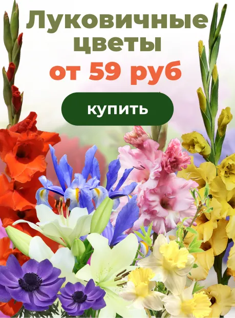 Луковичные цветы весна