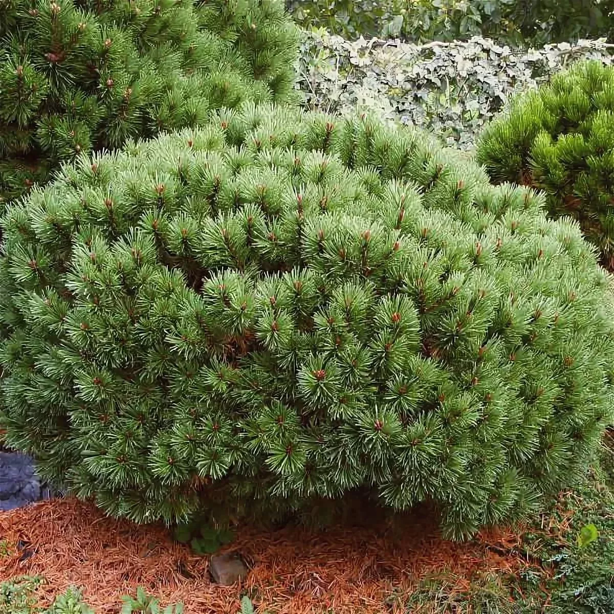 Сосна крючковатая Рейджевиз 40-60 Lt 