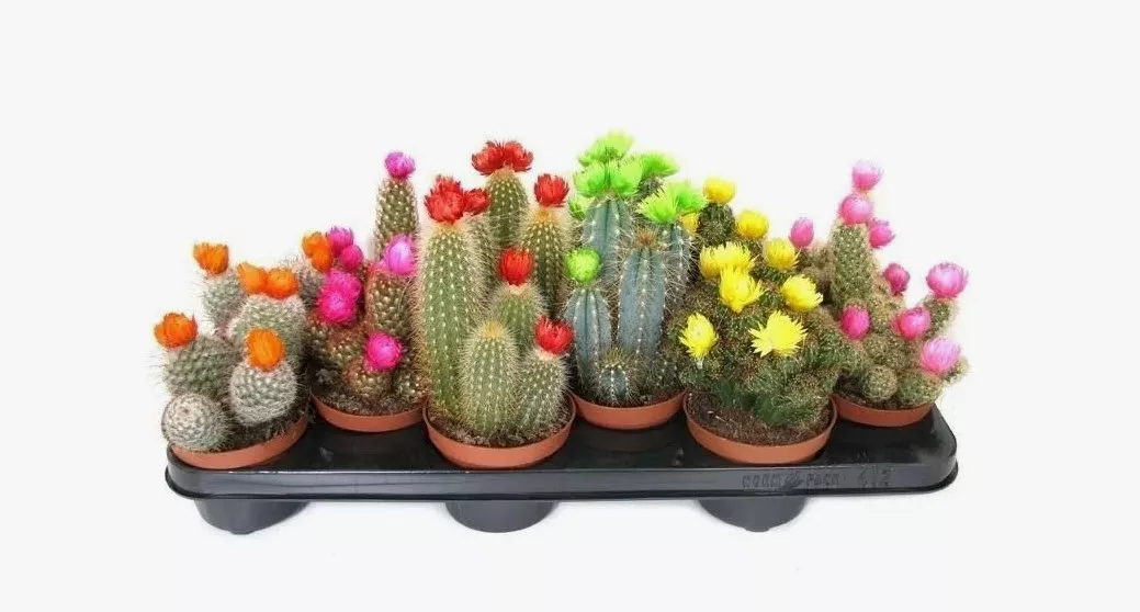 Кактус микс с сухими цветами d5 h15 