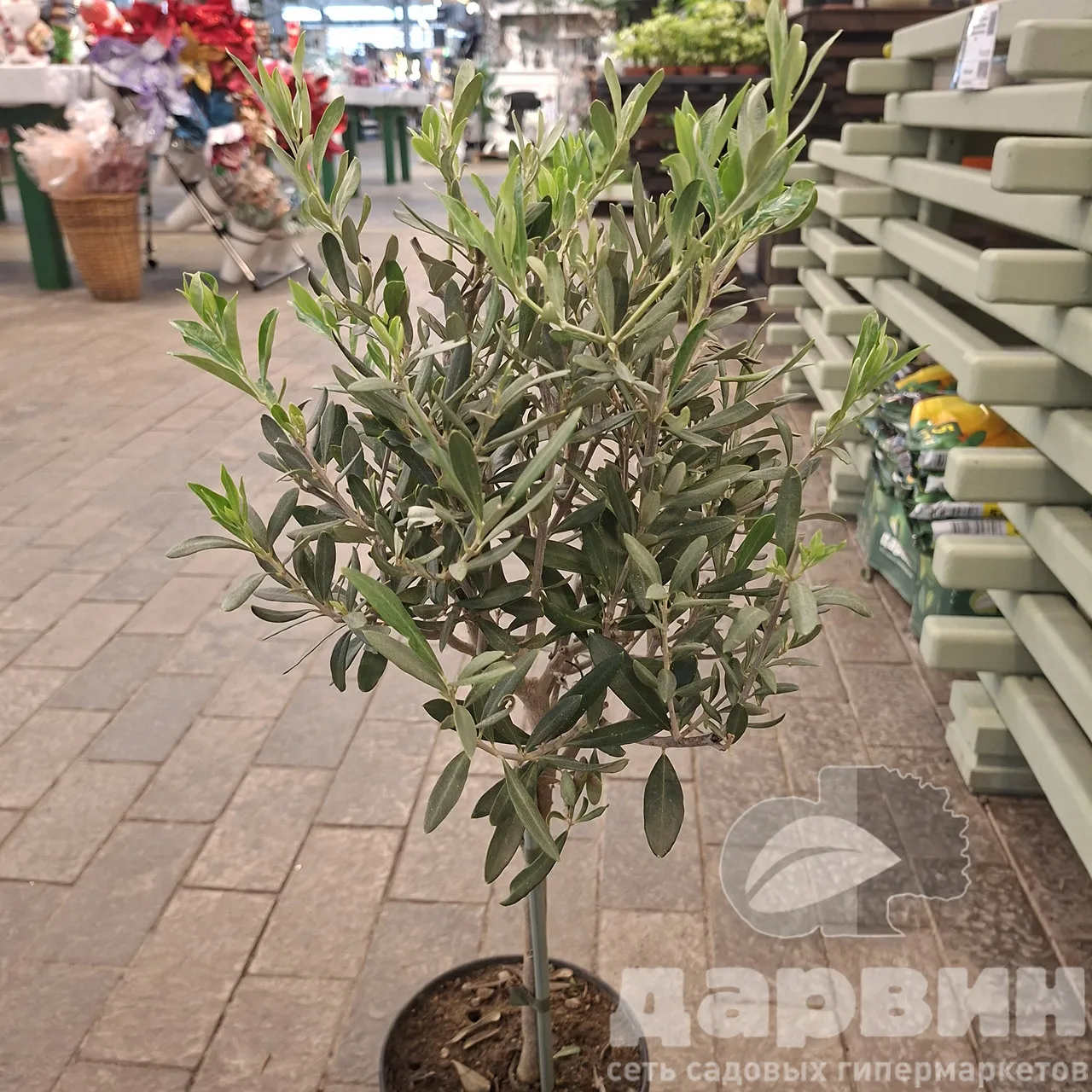 Олива европейская на штамбе d17 h60 