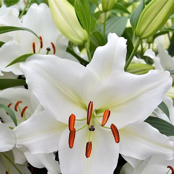 Луковица НВМ Лилия Восточная Сантандер 10/12 2шт/уп 