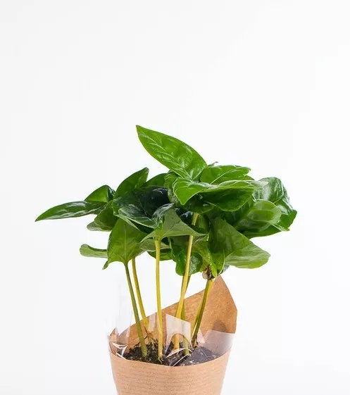 Кофе Арабика в ретро кашпо d7 h20 