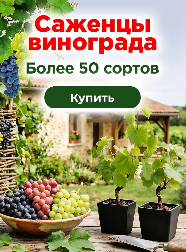 Виноград