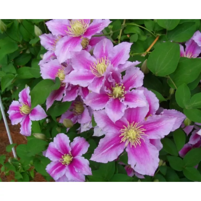 Клематис Пиилу Р9 CL 