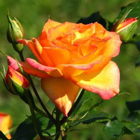 Роза флорибунда Сахара v3 Lav 