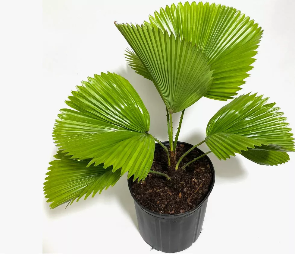 Ликуала Грандис d21 h70 