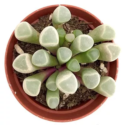 Фенестрария d5 h5 