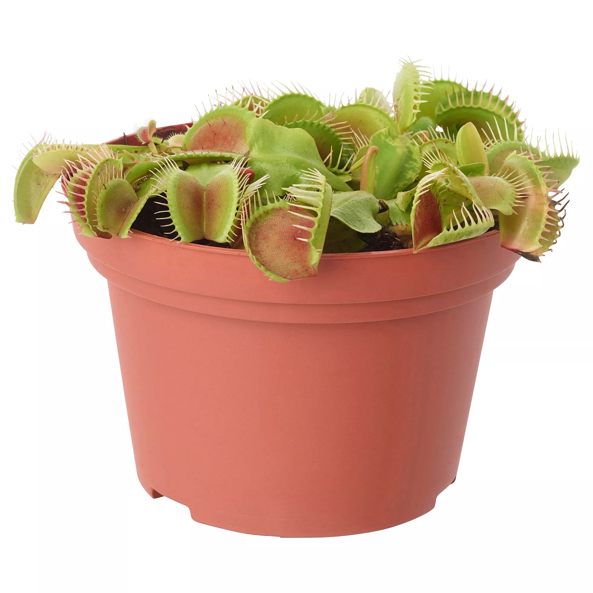 Насекомоядный микс d9 