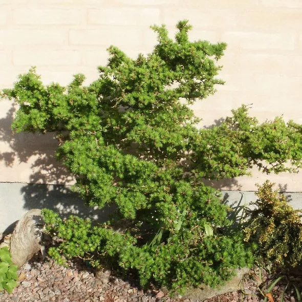 Лиственница европейская Литл Богл C12 40/50 Ks 