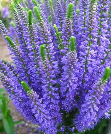 Корневище Вероника Блю Эксплоужен, 1шт/уп 