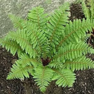 Многорядник обыкновенный Р9 