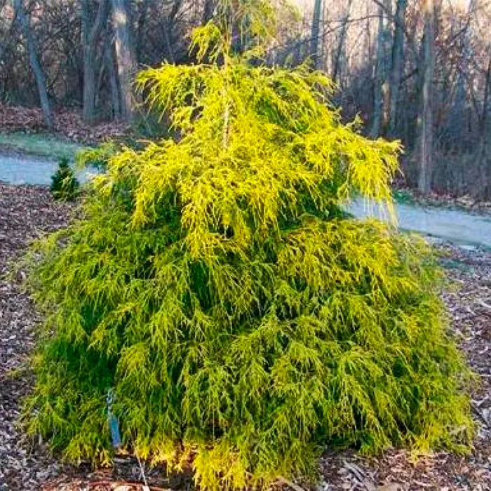 Растение кипарисовик горохоплодный Gold Spangle C25 180-200 Bor 2017 