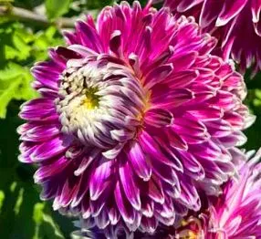 Клубень НВМ Георгина крупноцветковая Ванкувер  1шт 