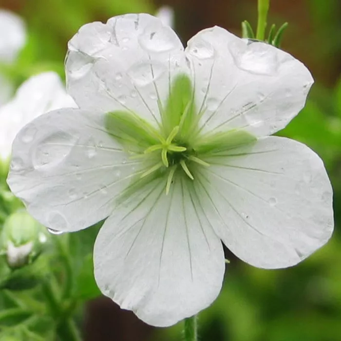 Корневище Герань Сангвинеум  Альбум, 1шт/уп 