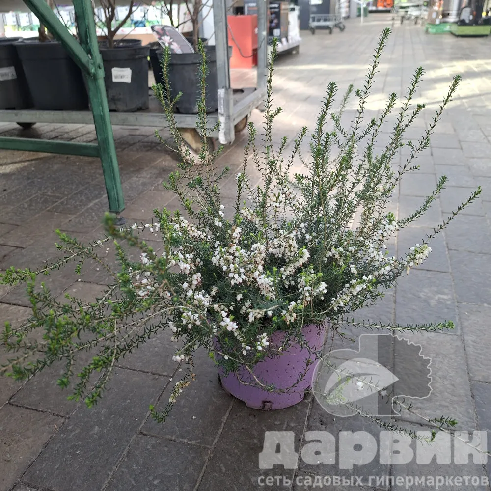 Эрика дарленская Вайт Перфекшион v3 Lav 