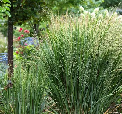 Корневище Просо прутьевидное Эмеральд Чиф I 1шт Поиск 