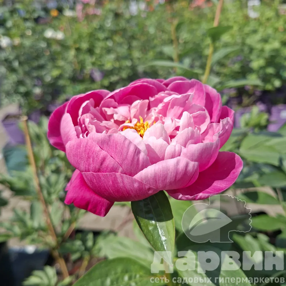 Пион Сара Бернар v5 Tim 
