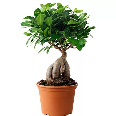 Фикус микрокарпа Гинсенг d11 h35 