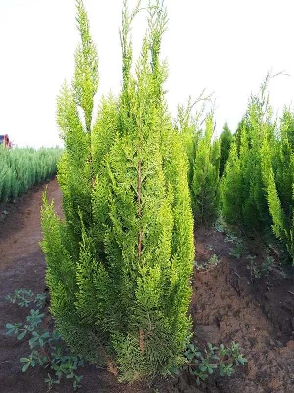 Кипарисовик лавсона Аргентеоварьегата v7,5 60-80 Bor 