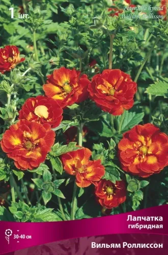 Кореневище Лапчатка гибридная Вильям Роллиссон 1шт Поиск 