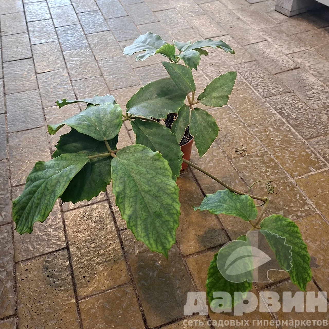 Тетрастигма d15 Tim 