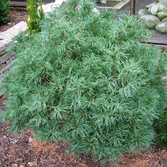 Растение сосна веймутова Тини карлс С4/30-35 