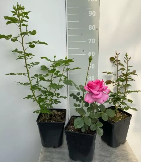 Роза в ассортименте v3 Tim / Lav 