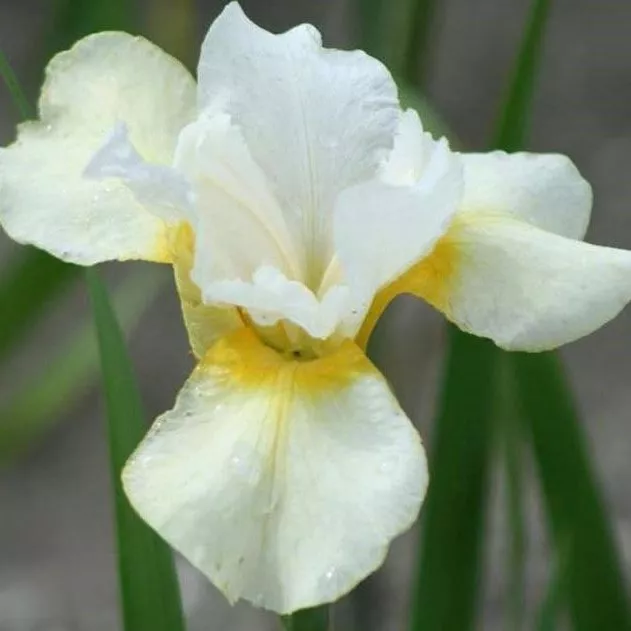 Ирис Дриминг Орандж v2 Tim 