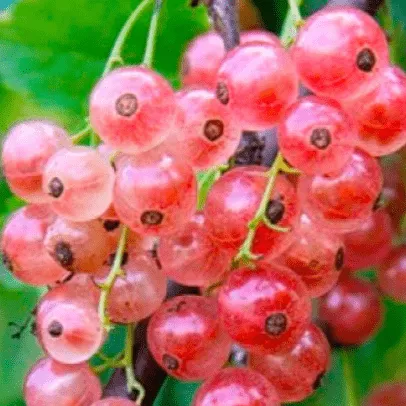 Роза чаир Смородина