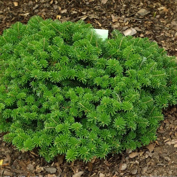 Пихта корейская Дарк хил v25 d40-50 