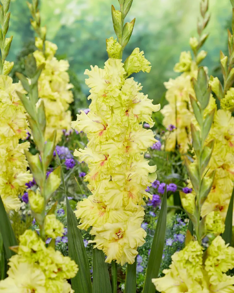 Луковица Гладиолус Бернинг Санрайз 14/16 10 шт 