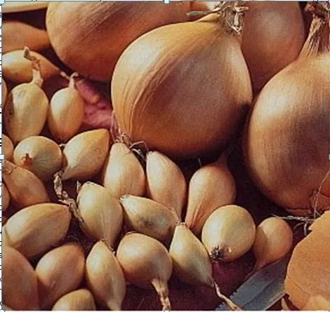 Лук-севок Радар 8-21мм желтый 0,5кг 