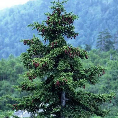 Ель аянская Прухонсе 30-40 Lt 