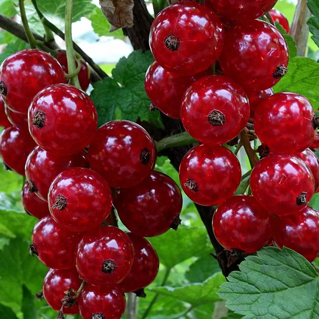 Смородина красная Алтайская рубиновая в коробке, Tim 