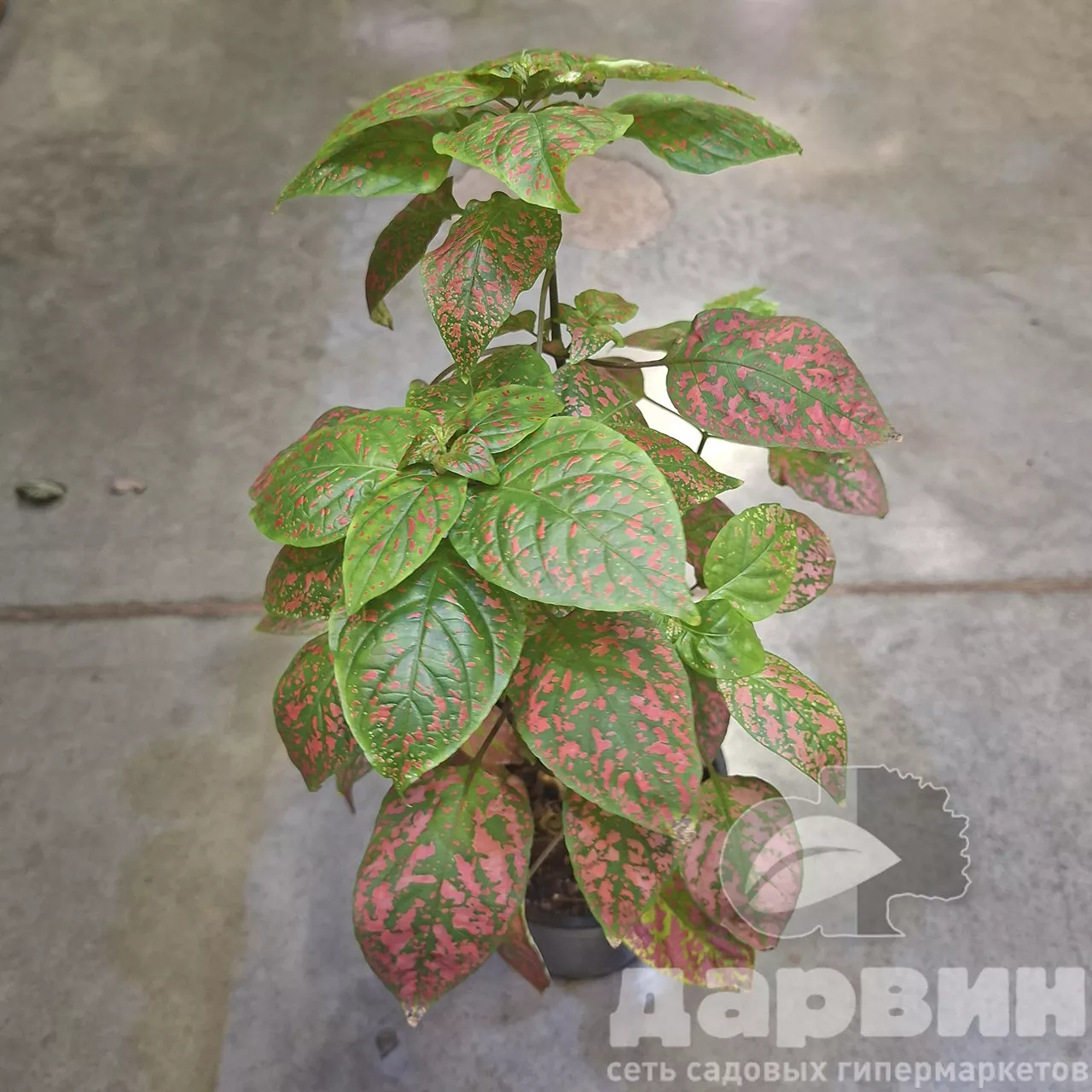 Гипоэстес d12 ХР 