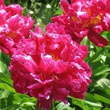 Пион травянистый Пурпурный феникс (в тубе) 