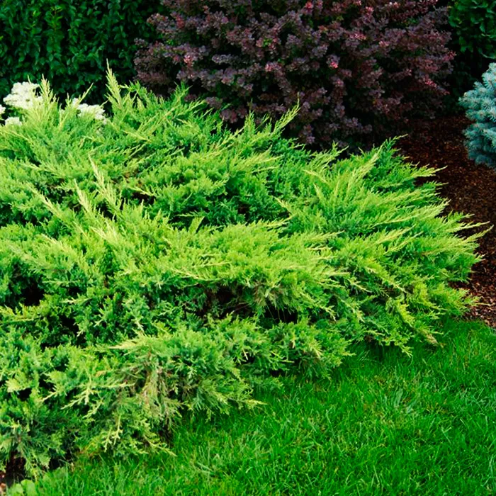 Можжевельник средний Mатот v2 h30–40 Tim по цене  Можжевельник средний Mатот v2 h30–40 Tim