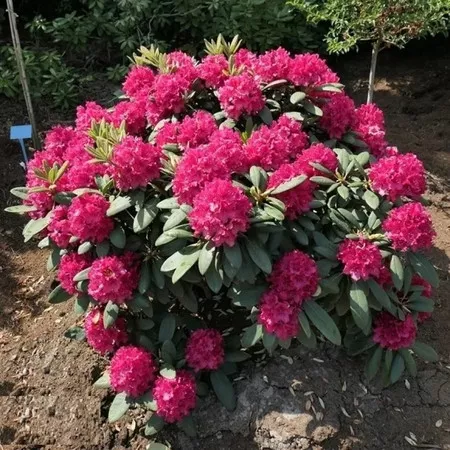 Рододендрон гибридный Дабл Кисс c5 