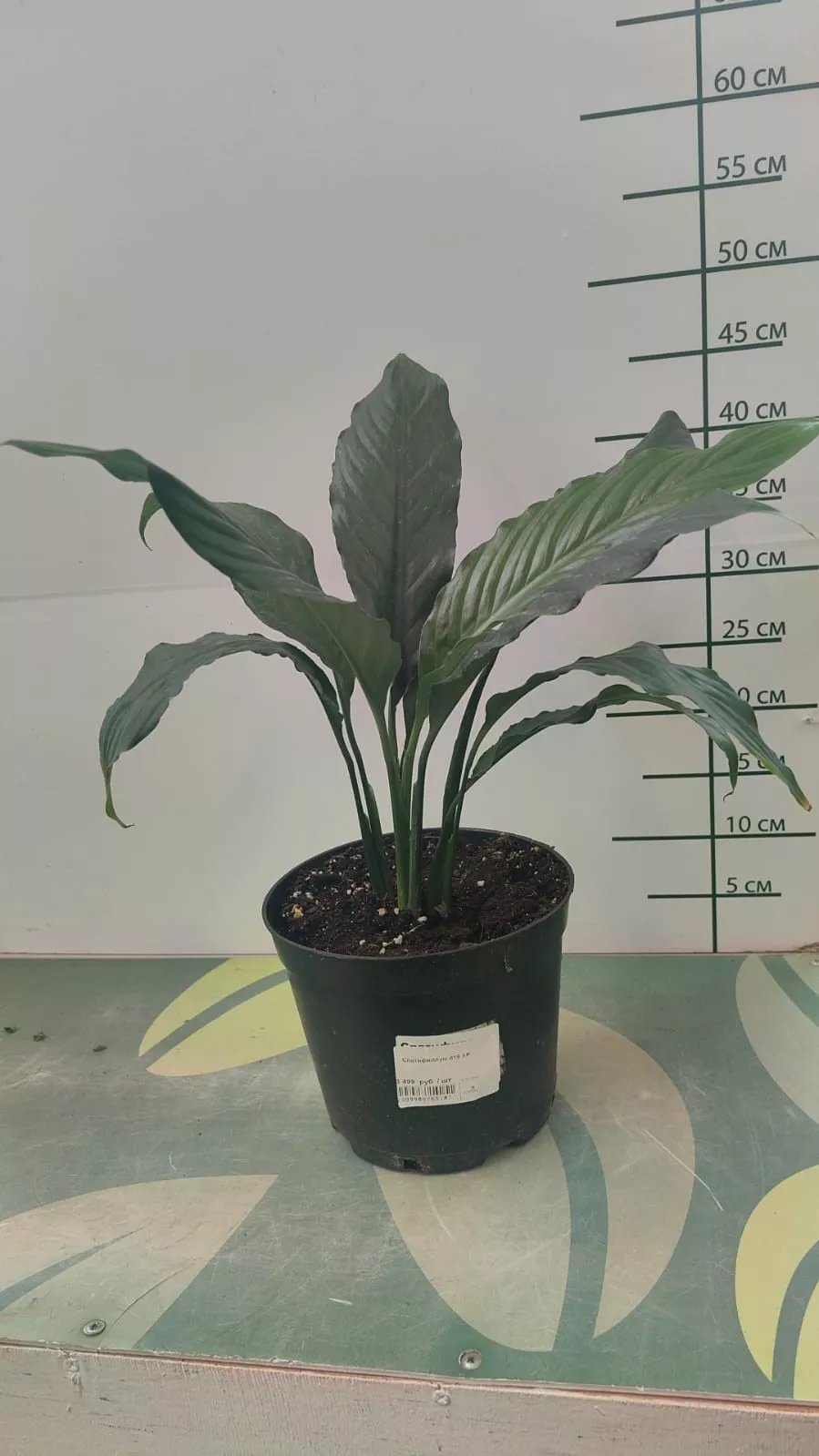 Спатифиллум d19 ХР 