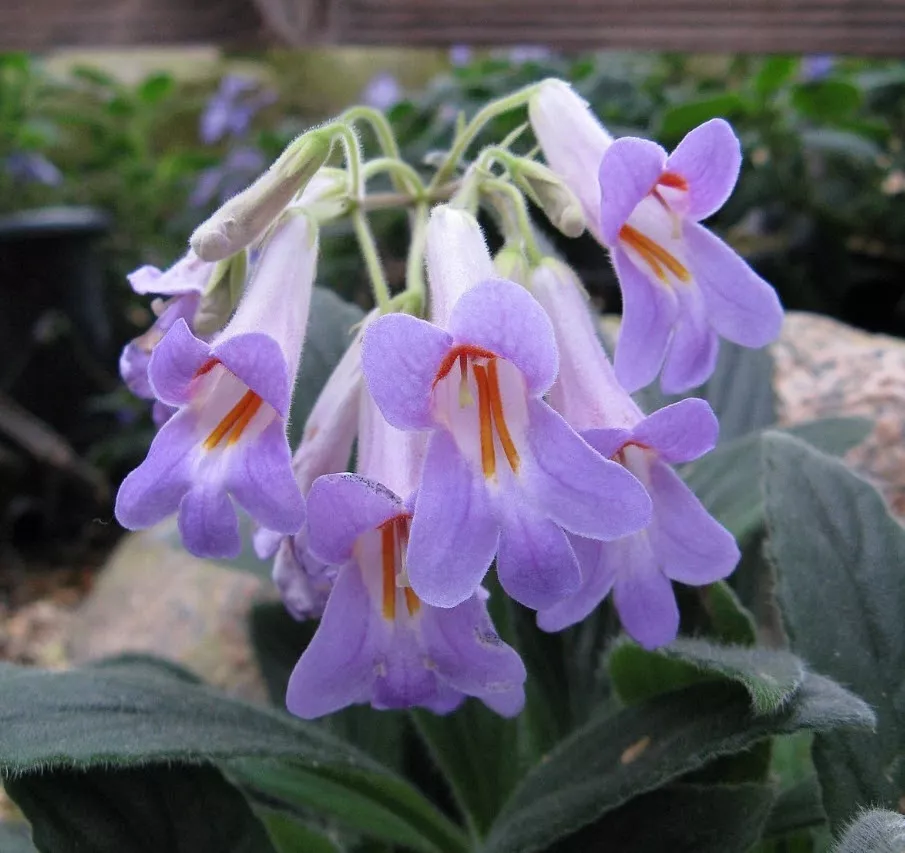 Примулина d9 10 ХР 