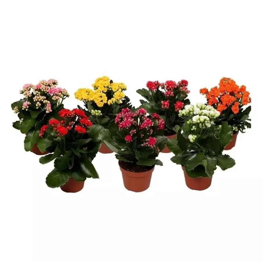 Каланхое дабл квин дженетик d9 h17 